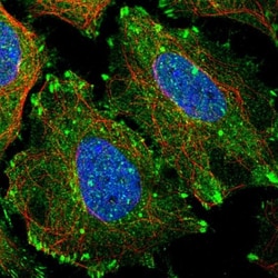 Testin Antibody, Novus Biologicals:Antibodies:Primary Antibodies